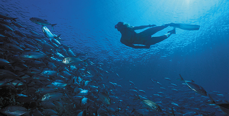 Discover the fascinating world beneath the ocean
