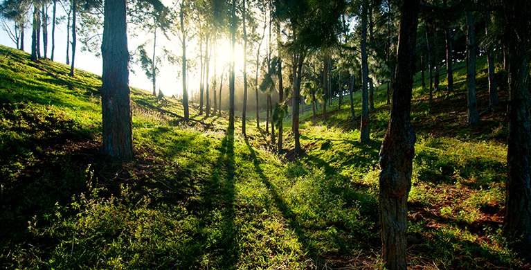 La reserve naturelle de Frederica