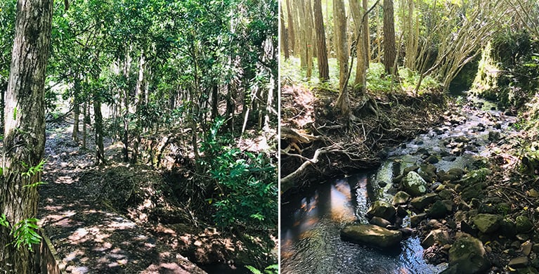 La biosphere dans le sud de l ile Maurice